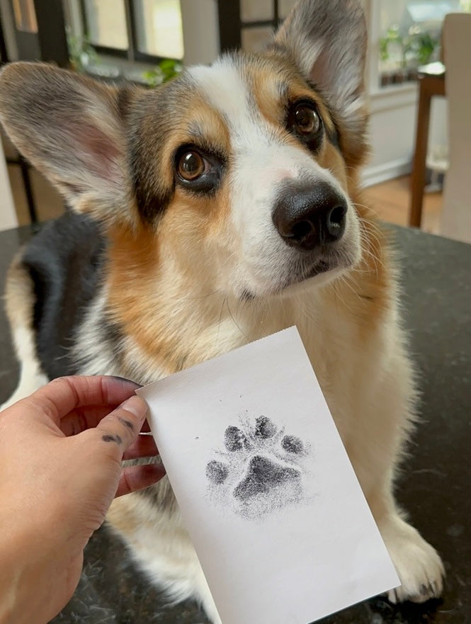 Pawtographs